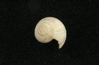 藏品(琉球球蝸牛)的圖片